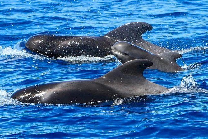 Whale Watching Catamaran to Los Gigantes & Masca (Including drinks & warm lunch) - What to Expect on this Tenerife Whale Watching Tour