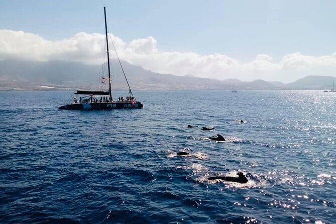 Whale Watching Catamaran to Los Gigantes & Masca (Including drinks & warm lunch) - FAQ