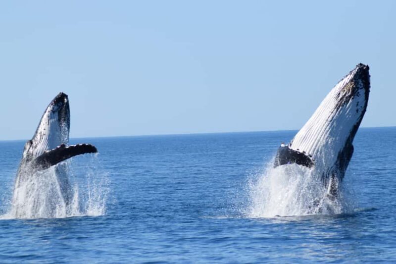 Whale Watching Cruise from Busselton, Augusta or Dunsborough - An In-Depth Look at the Whale Watching Experience