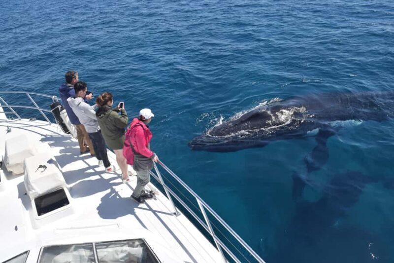 Whale Watching Cruise from Busselton, Augusta or Dunsborough - The Sum Up