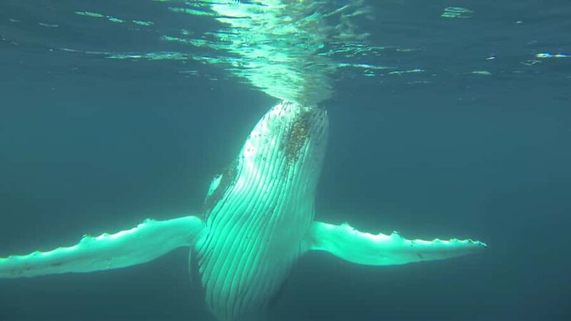 Whale Watching Cruise from Busselton, Augusta or Dunsborough - FAQ