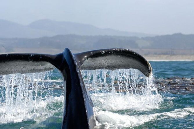 Whale Watching Cruise from Newport Beach - Key Points