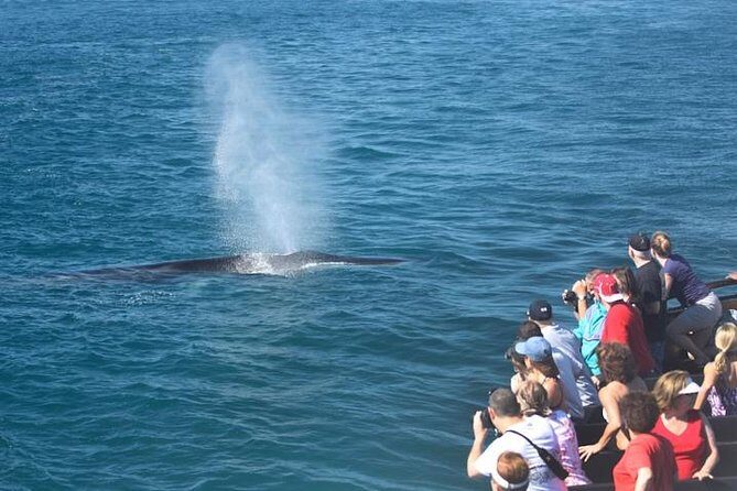Whale Watching Cruise from Newport Beach - The Verdict: Is This Tour Worth It?