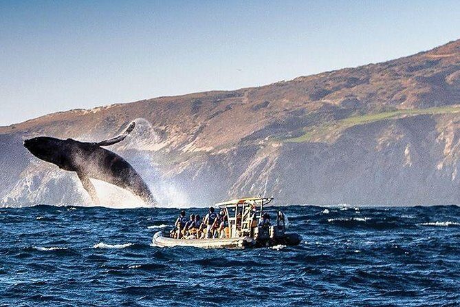 Whale Watching Cruise in Cabos San Lucas and Ground Transportation - An Honest Breakdown of the Experience