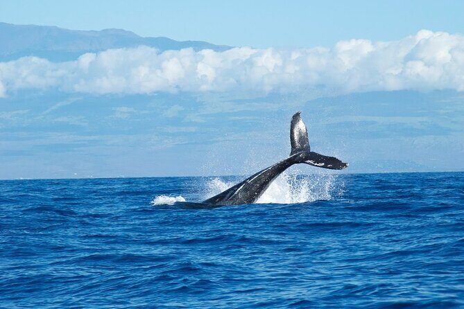 Whale Watching Cruise in Honolulu - Key Points
