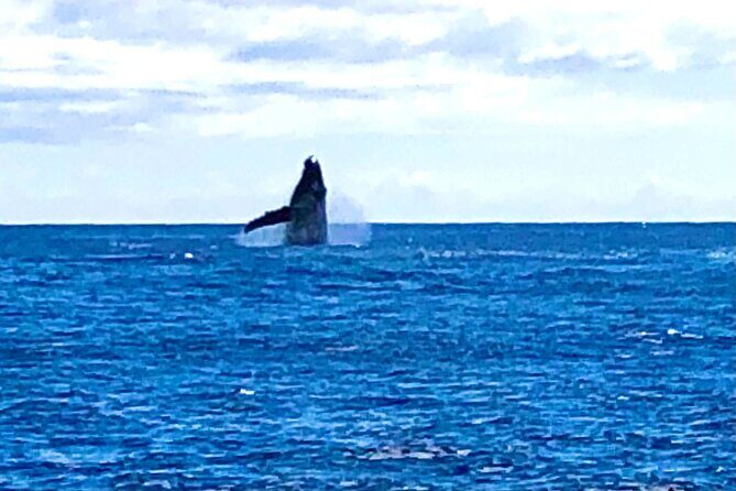 Whale Watching Cruise in Honolulu - Final Thoughts: Is This Whale Watching Tour Worth It?
