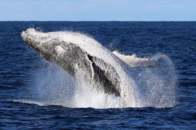 Whale Watching Cruise in New South Wales - Key Points