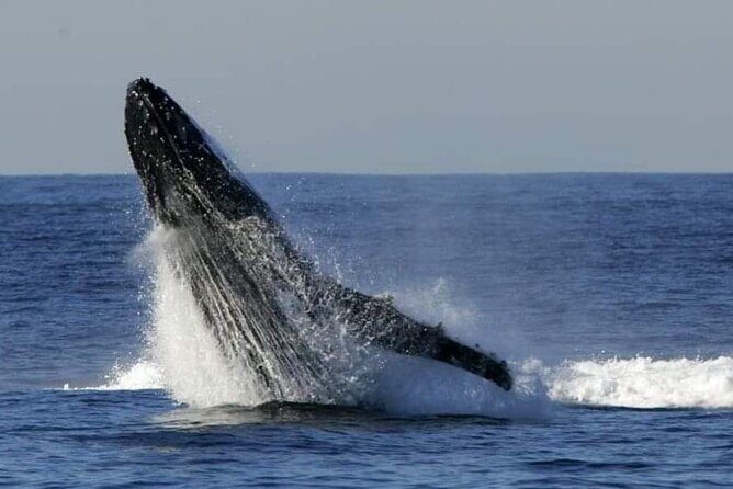 Whale Watching Cruise in New South Wales - An In-Depth Look at the Whale Watching Cruise