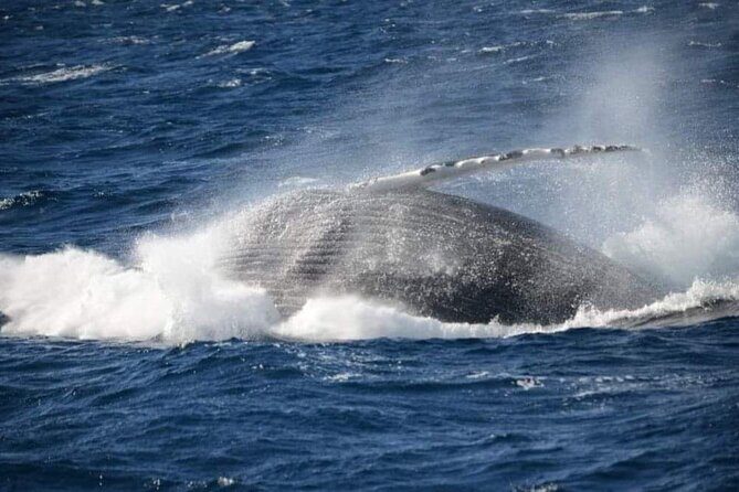 Whale Watching Cruise in New South Wales - Final Thoughts