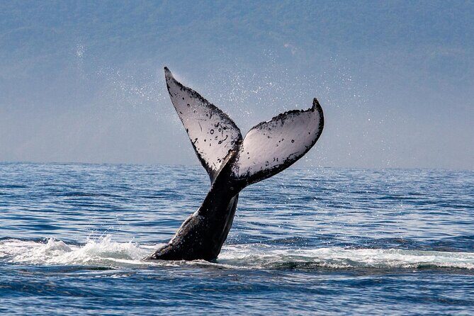 Whale Watching Cruise In Puerto Vallarta & Nuevo Vallarta - The Value of This Tour