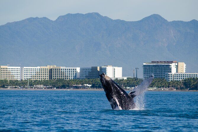 Whale Watching Cruise In Puerto Vallarta & Nuevo Vallarta - FAQ