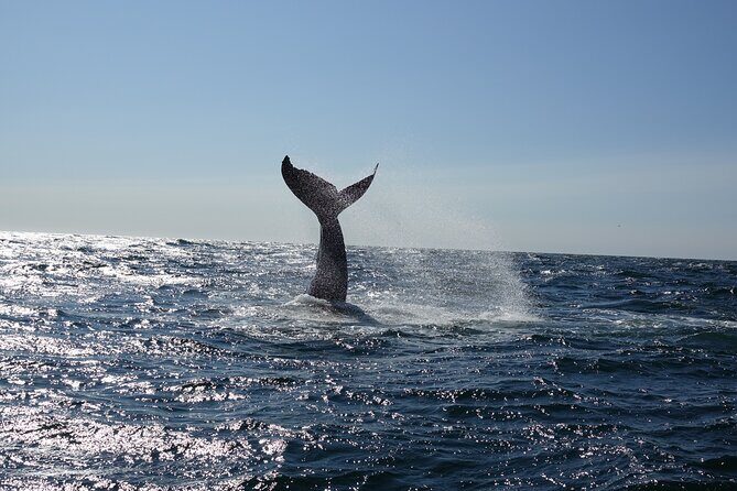 Whale Watching Cruise on a Yacht in Reykjavik - An In-Depth Look at the Whale Watching Yacht Tour