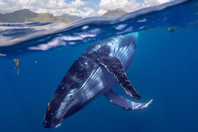 Whale watching DE Tahiti Peninsula - An In-Depth Look at the Whale Watching Tour on Tahiti’s Coast