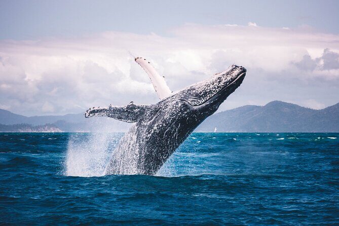 Whale watching DE Tahiti Peninsula - FAQ