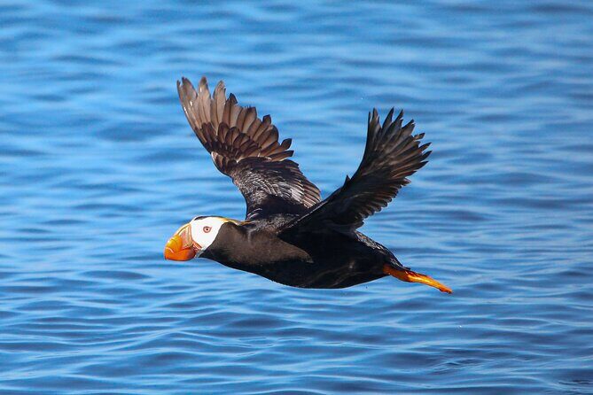 Whale Watching + Deception Pass Tour from Seattle - Lunch Break: Scenic and Seasonal