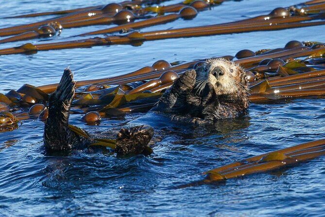 Whale Watching + Deception Pass Tour from Seattle - Stop 2: Anacortes and the Whale Watching Boat Tour