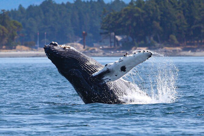 Whale Watching + Deception Pass Tour from Seattle - Disembark and Return