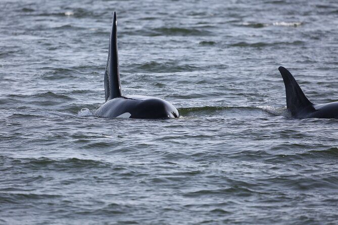 Whale Watching + Deception Pass Tour from Seattle - Final Drop-off