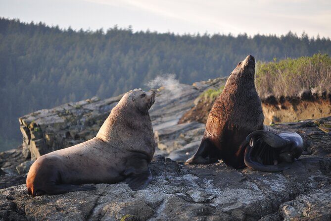 Whale Watching + Deception Pass Tour from Seattle - What Makes This Tour Stand Out?