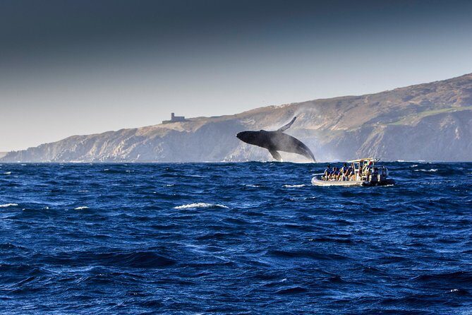 Whale Watching Dinner Cruise in Cabo San Lucas - FAQ