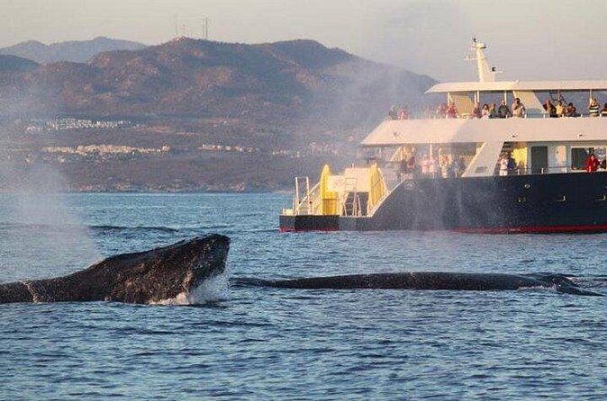 Whale-Watching Discovery Cruise with Brunch or Dinner - Who Should Consider This Tour?