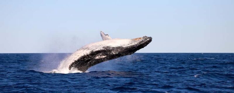 Whale Watching Discovery Tour from Lake Macquarie - An In-Depth Look at the Whale Watching Discovery Tour