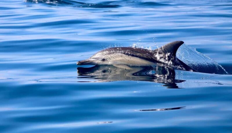 Whale Watching Discovery Tour from Lake Macquarie - Is It Worth the Price?