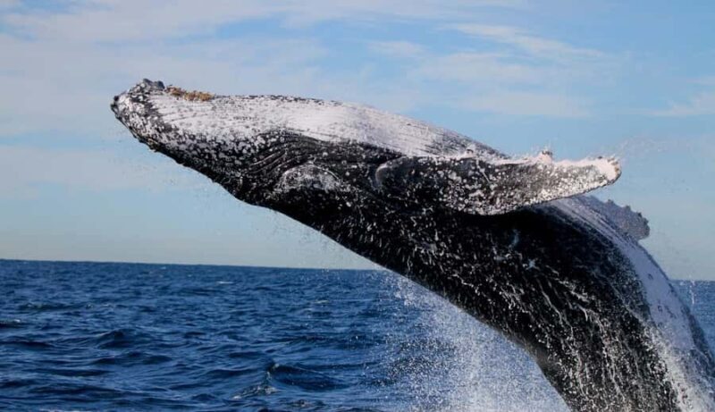 Whale Watching Discovery Tour from Lake Macquarie - Who Will Love This Tour?