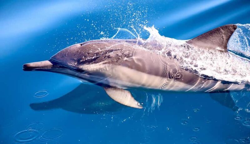 Whale Watching Discovery Tour from Lake Macquarie - The Sum Up
