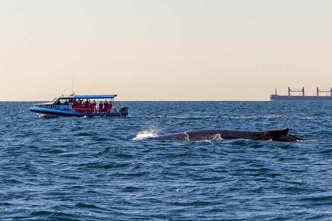 Whale Watching Discovery Tour from Lake Macquarie - Who Will Love This Tour?