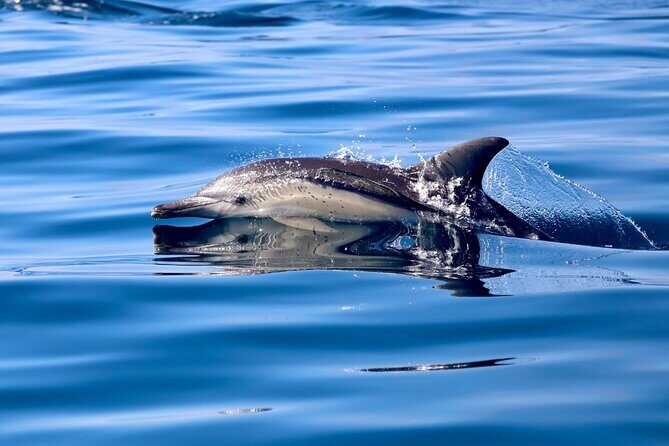 Whale Watching Discovery Tour from Lake Macquarie - FAQ