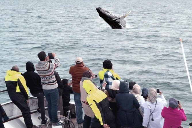 Whale Watching & Dolphin Yacht Cruise - The True Value Proposition