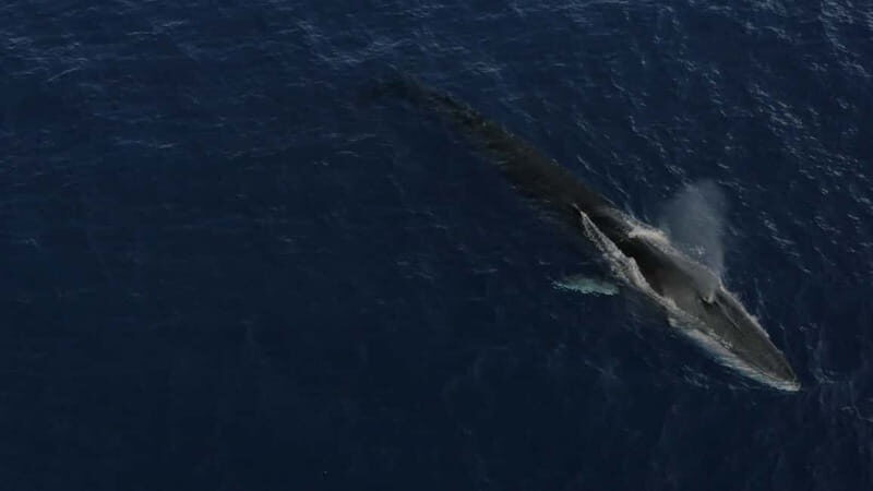 Whale watching, dolphins, and whales departing from Bandol (6:00 a.m. at sea) - Key Points