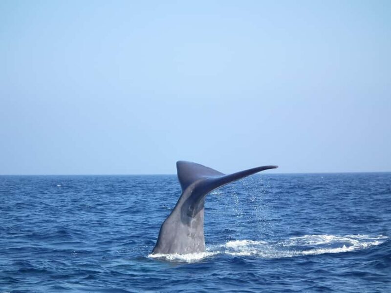 Whale watching, dolphins, and whales departing from Bandol (6:00 a.m. at sea) - A Detailed Look at the Experience