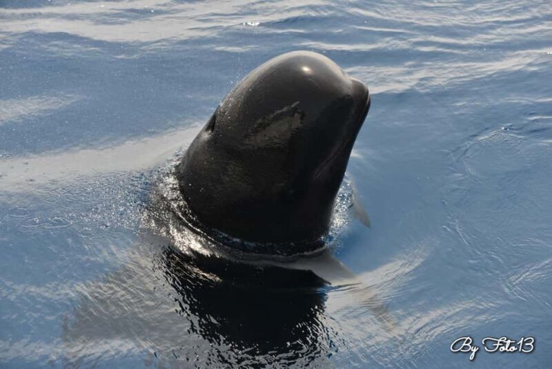 Whale watching, dolphins, and whales departing from Bandol (6:00 a.m. at sea) - Final Thoughts