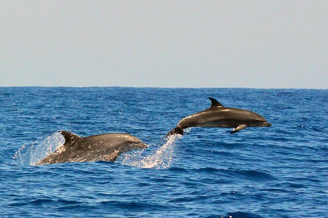 Whale Watching Eco-Adventure from Costa Adeje - The Guide Experience: Knowledge and Enthusiasm