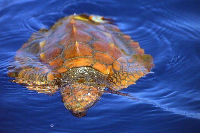 Whale Watching Eco-Adventure from Costa Adeje - Considerations and Practical Tips