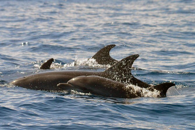 Whale Watching Eco-Adventure from Costa Adeje - FAQ