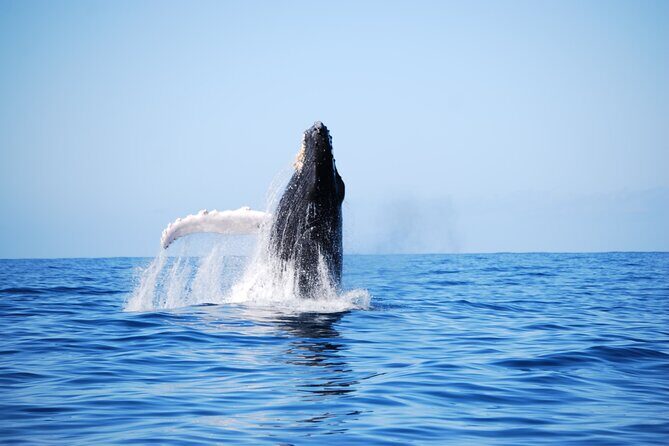 Whale Watching Expedition on Kauai - What Travelers Say