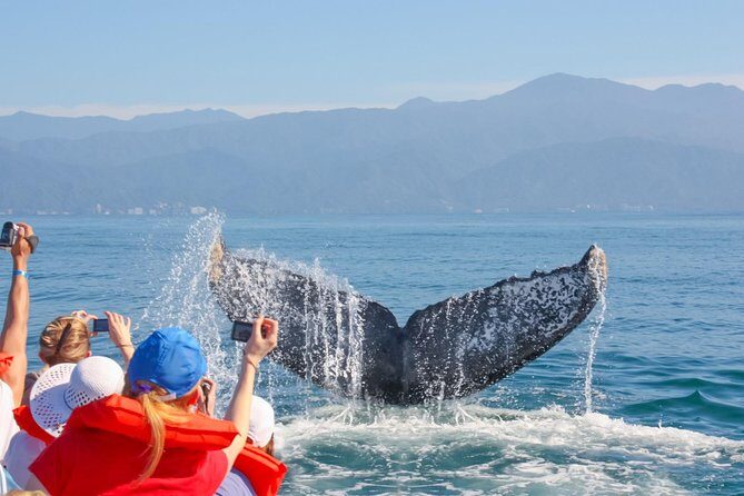 Whale Watching Experience - A Deep Dive into the Whale Watching Experience
