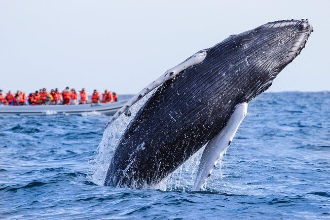 Whale Watching Experience - Frequently Asked Questions