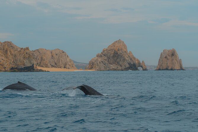 Whale Watching Experience in Cabo San Lucas 2 hours - The Itinerary in Detail
