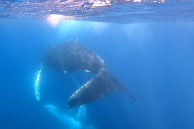 Whale Watching Experience in Cabo San Lucas - Introduction: Why Consider This Whale Watching Tour?