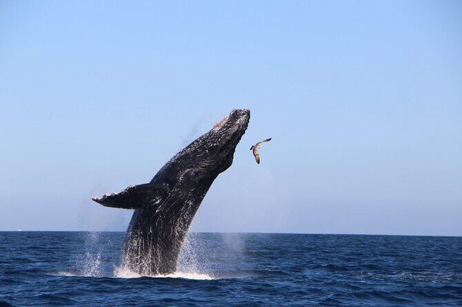 Whale Watching Experience in Cabo San Lucas - Detailed Breakdown of the Itinerary