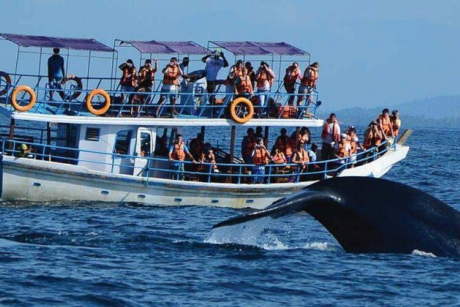 Whale Watching Experience in Mirissa - What to Expect on Your Whale Watching Trip