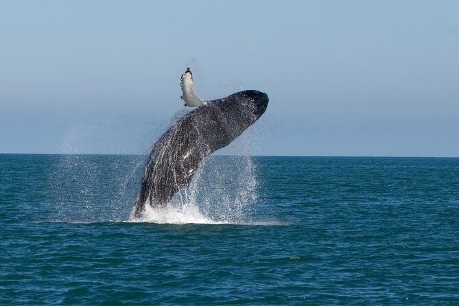 Whale Watching From Colombo - Key Points