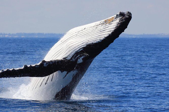 Whale Watching From Colombo - Analyzing the Experience: Pros and Cons
