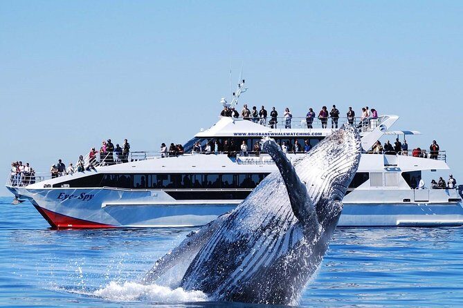 Whale Watching From Colombo - Is This Tour Worth It?