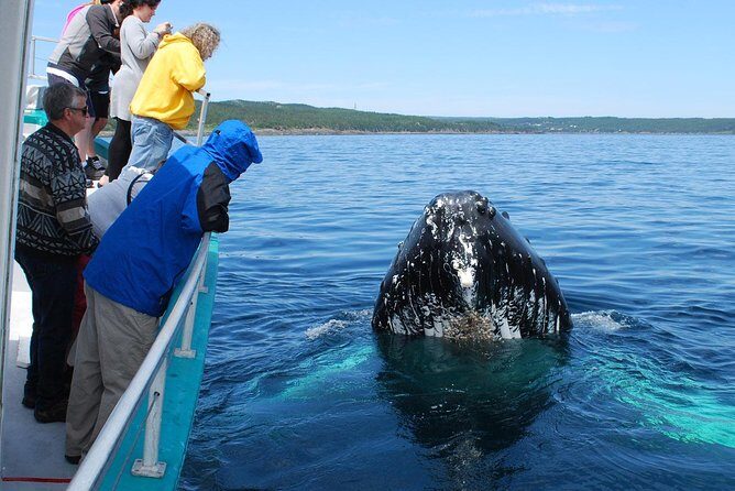Whale Watching From Colombo - FAQ
