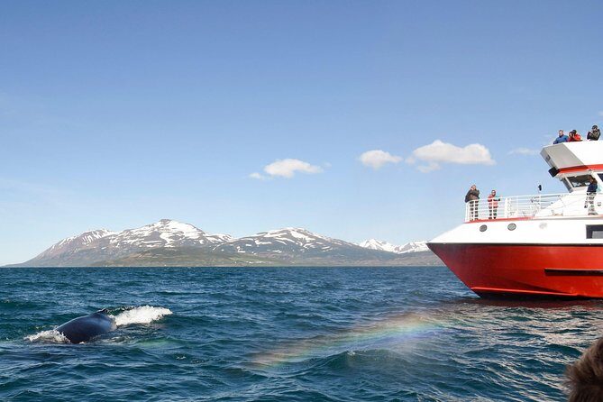 Whale Watching from Downtown Akureyri - An In-Depth Look at the Whale Watching Experience